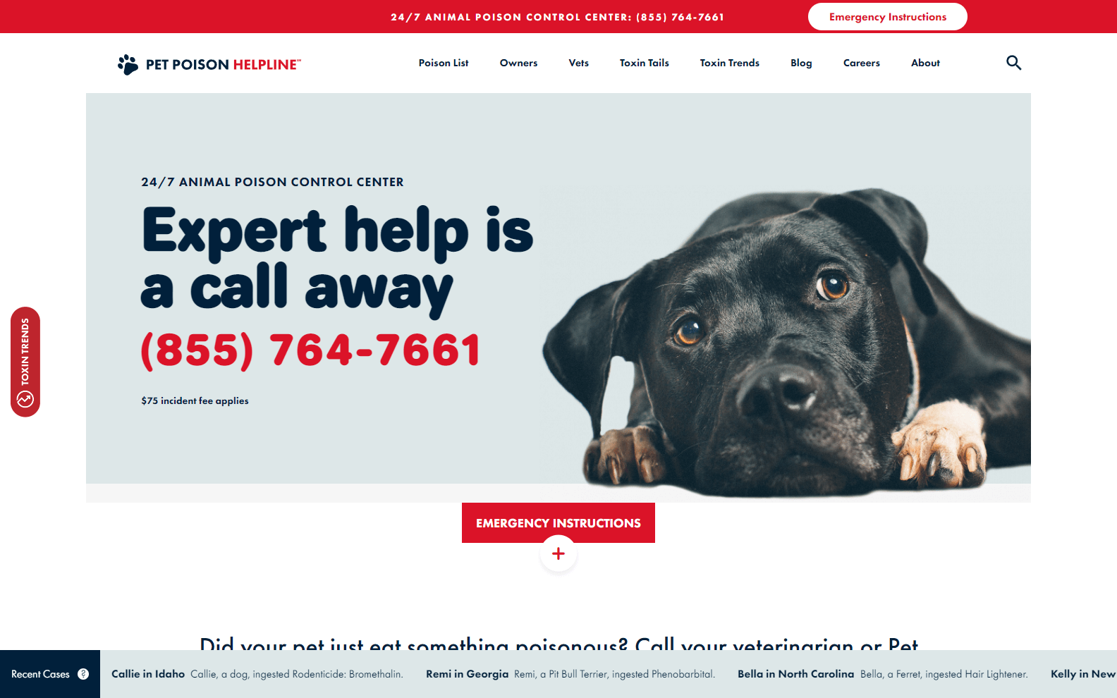 veterinarians website designs